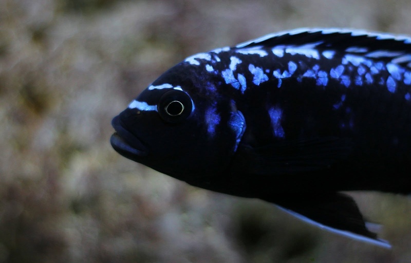 Maylandia sp. 'msobo' Magunga